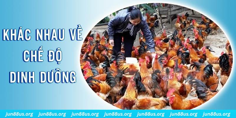v9 bet xổ số thứ sáu hàng tuần